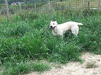 cucciolO pastore abruzzese taglia grande